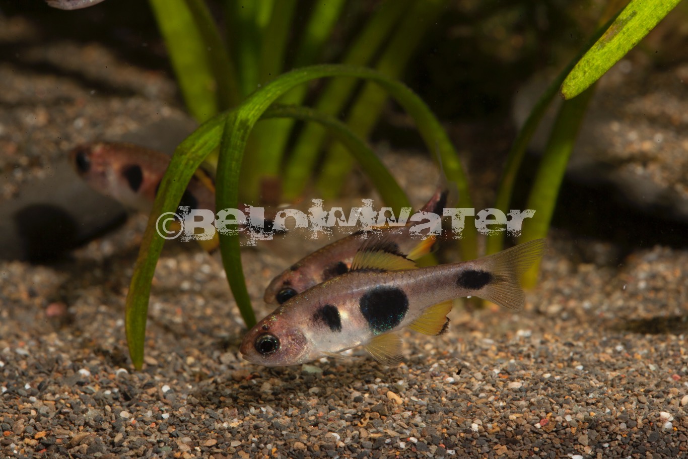 Enteromius hulstaerti