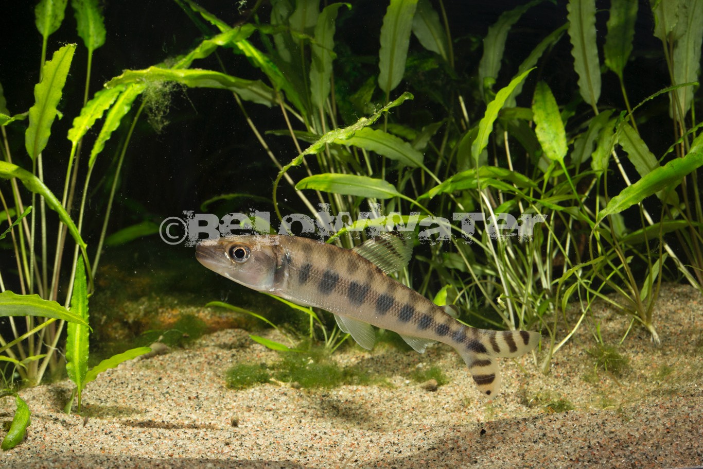 Eugnathichthys macroterolepis