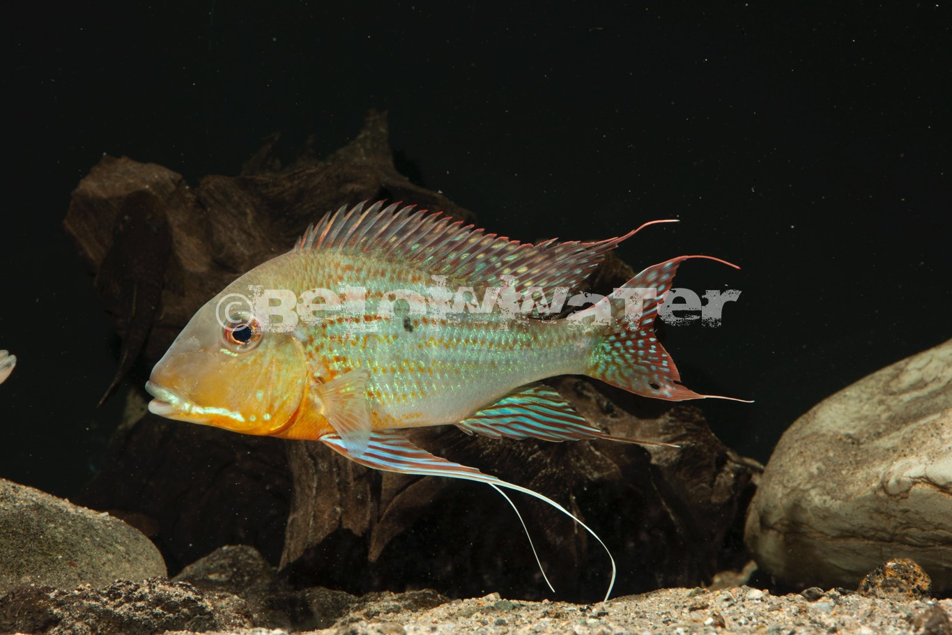 Geophagus altifrons /Tocantins