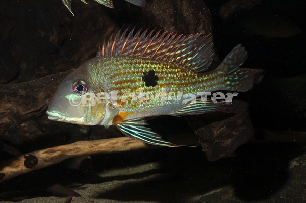 Geophagus brachybranchus