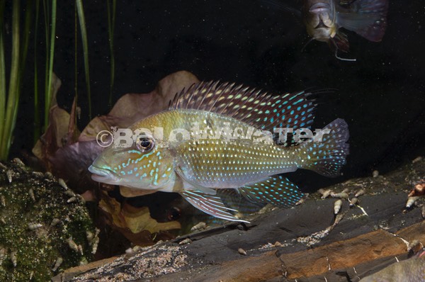 Geophagus harreri