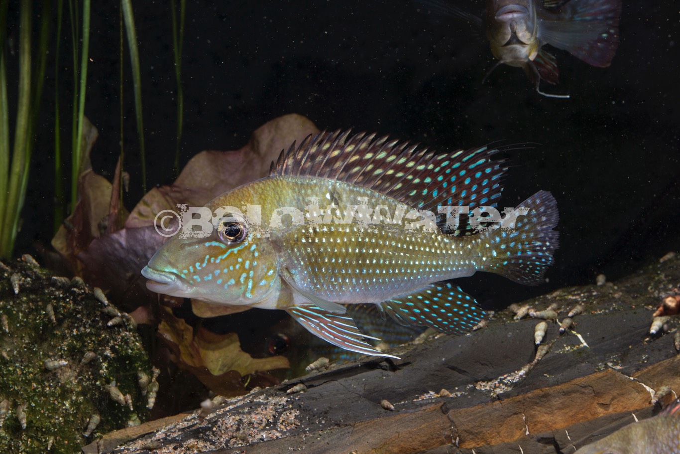Geophagus harreri