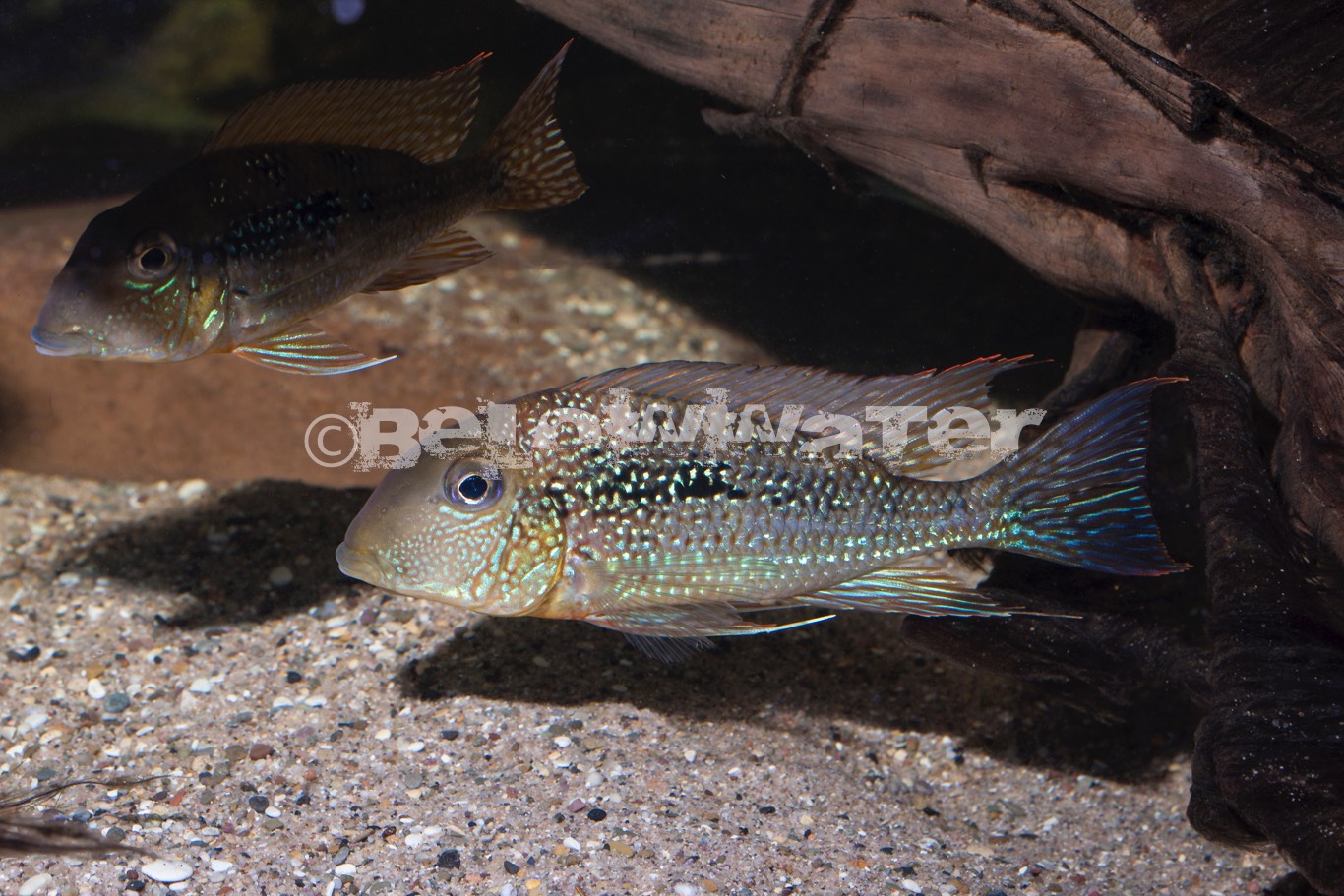 Geophagus mirabilis