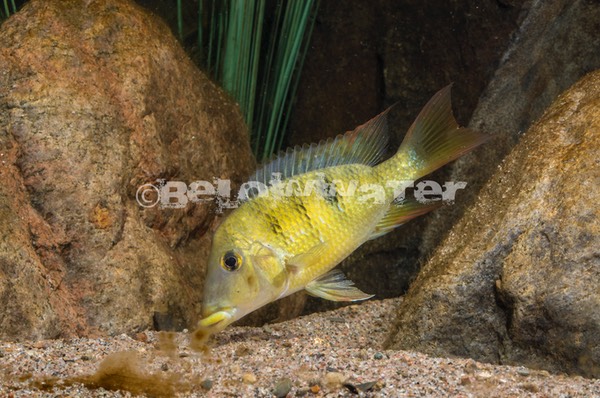 Geophagus pellegrini