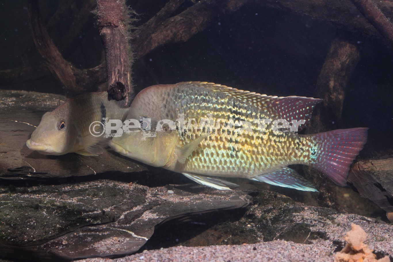 Geophagus spec. /Alto Sinu