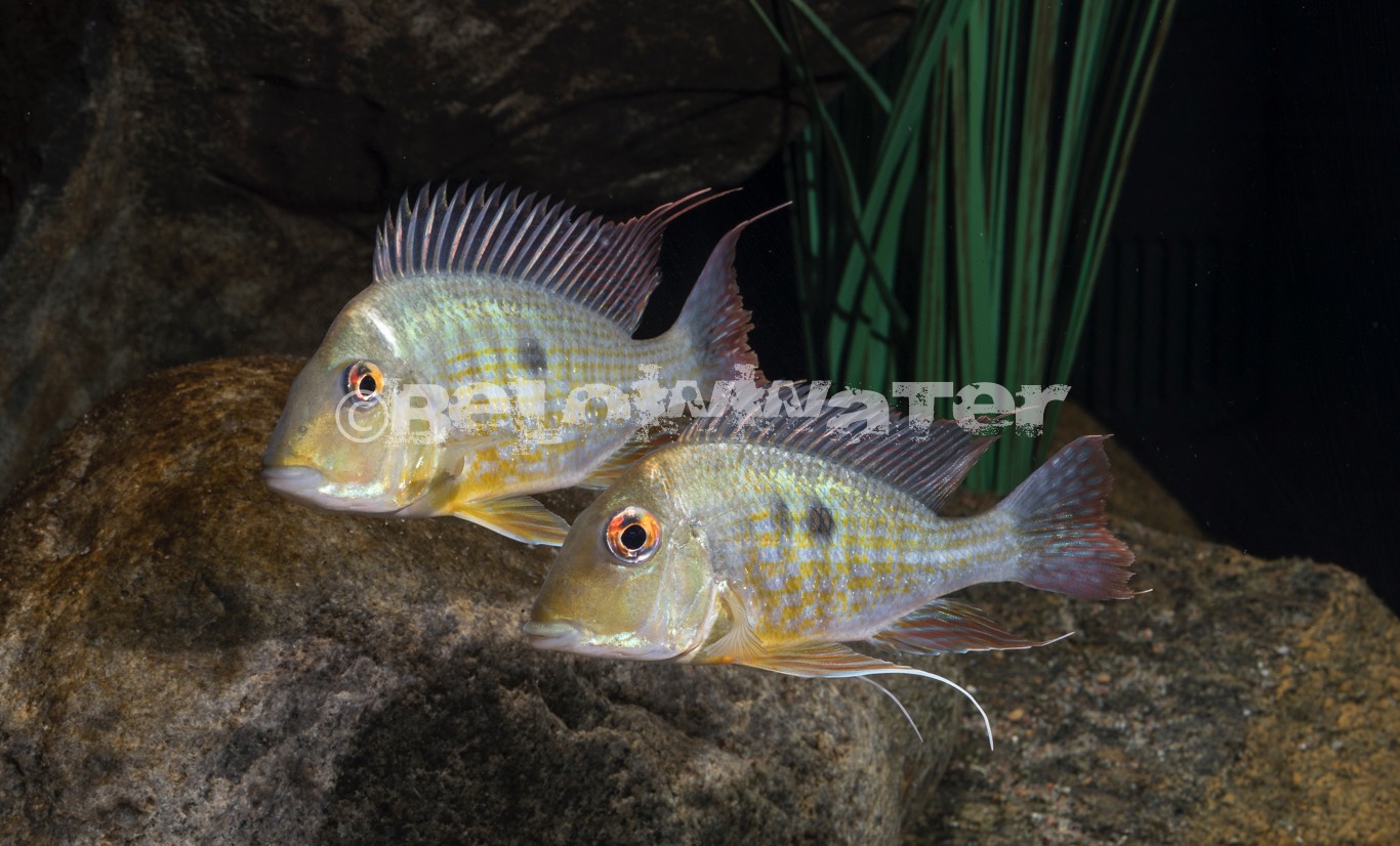 Geophagus spec. /Caqueta