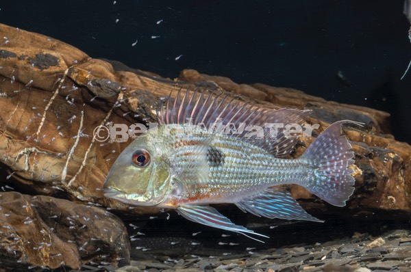 Geophagus sveni