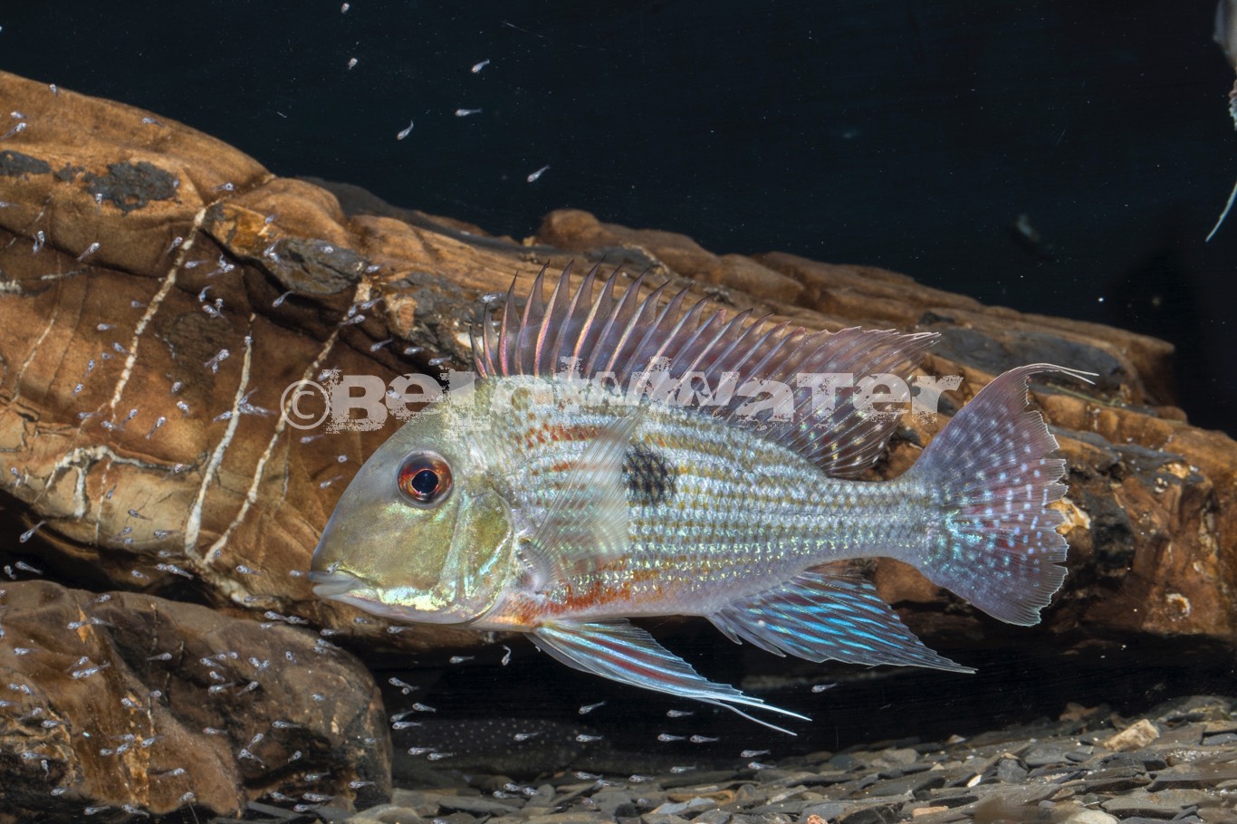 Geophagus sveni