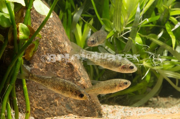 Grundulus bogotensis