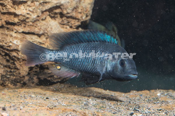 Haplochromis microchrysomelas