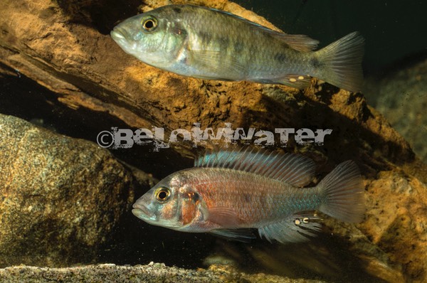 Haplochromis rubescens
