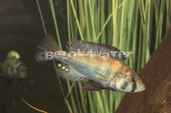 Haplochromis spec. /Cochon-2