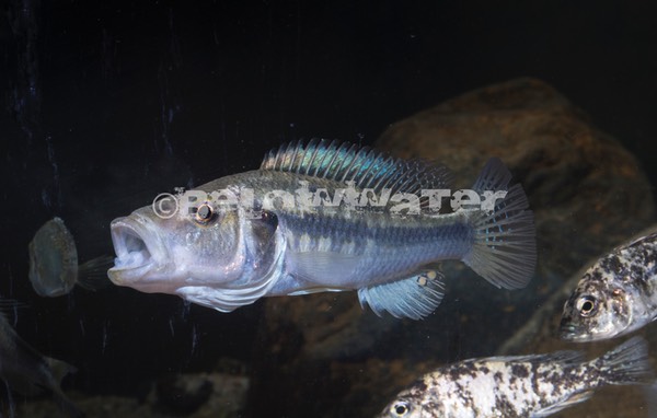 Haplochromis vittatus