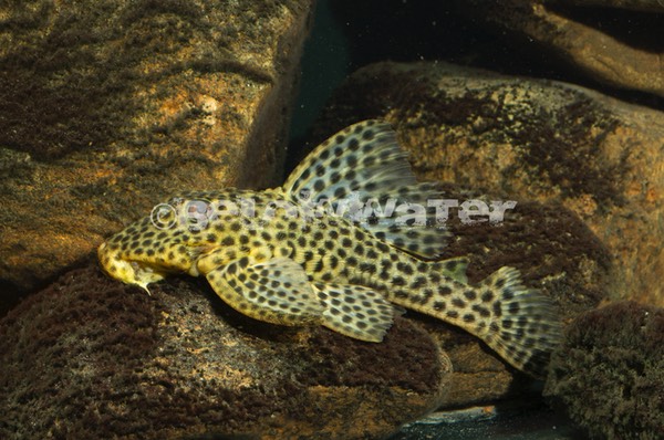 Hemiancistrus medians