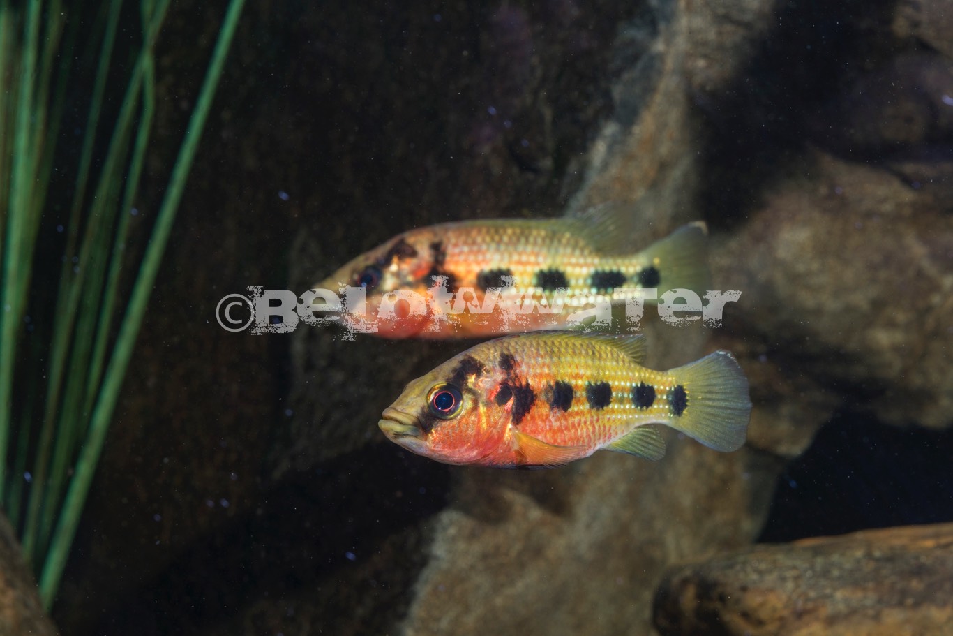 Hemichromis elongatus /Ayato