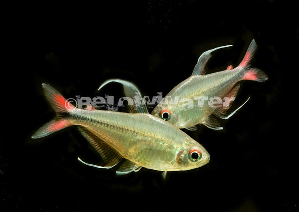 Hemigrammus filamentosus