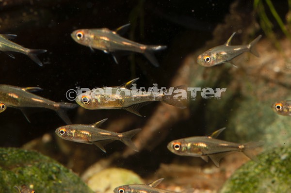 Hemigrammus spec. /Morse