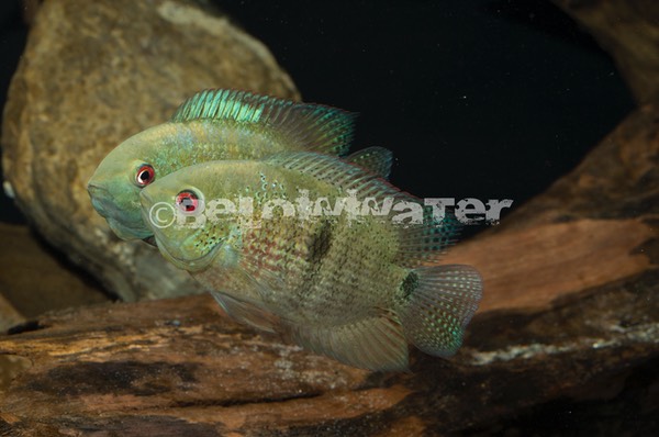 Heroina isonycterina