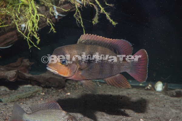 Heterochromis multidens