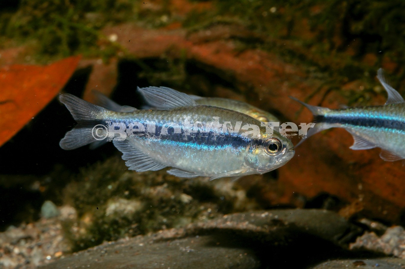 Hyphessobrycon cyanotaenia