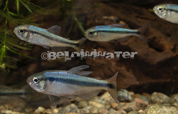 Hyphessobrycon melanostichos