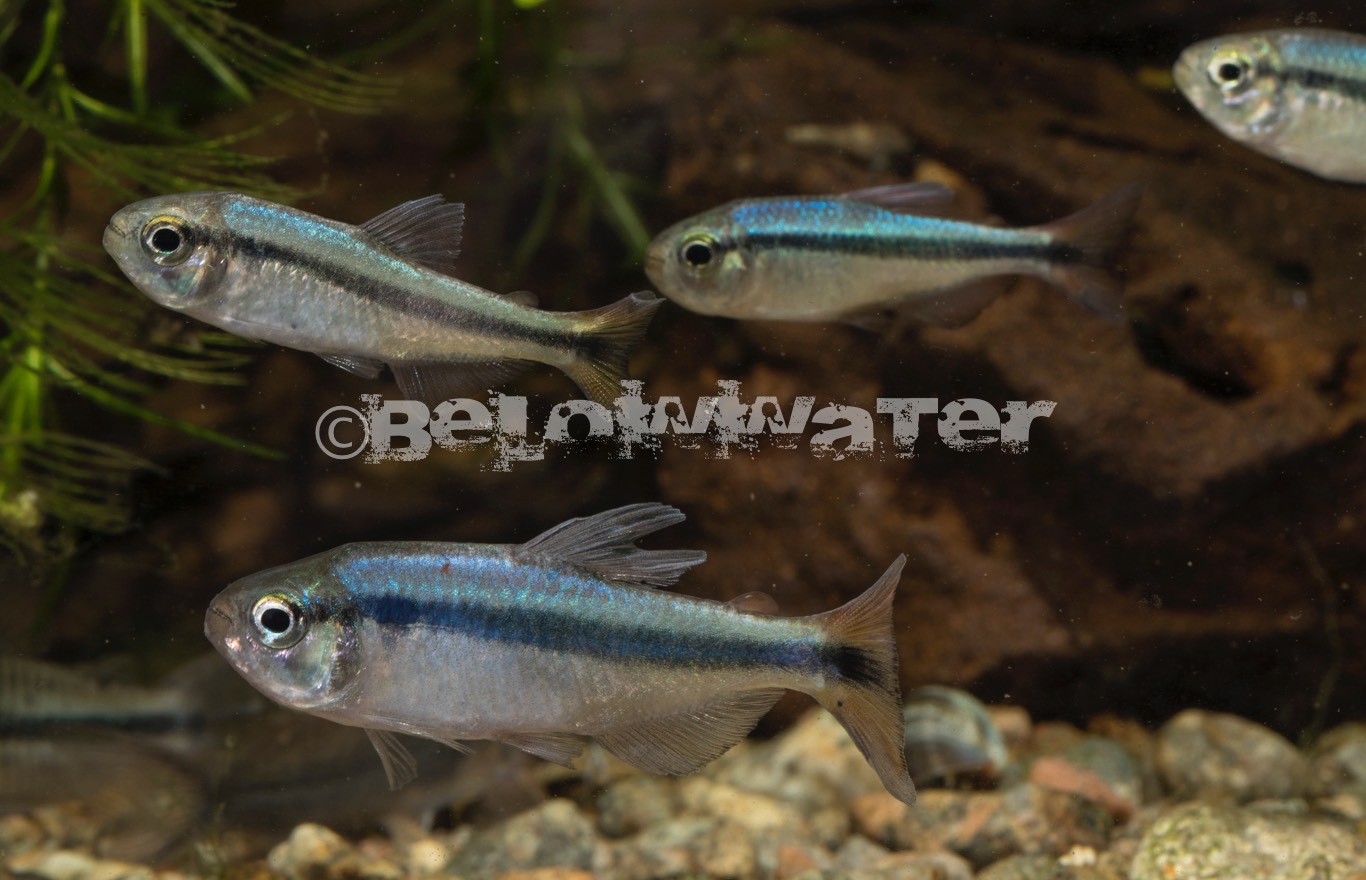 Hyphessobrycon melanostichos