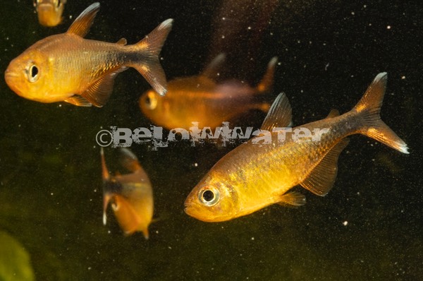 Hyphessobrycon monilinger