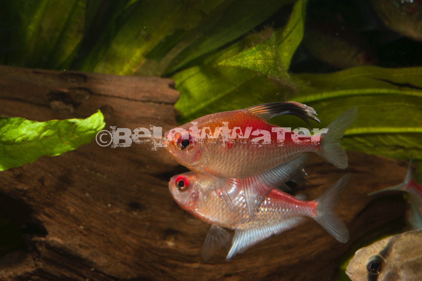 Hyphessobrycon pyrrhonotus