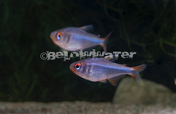 Hyphessobrycon wadai