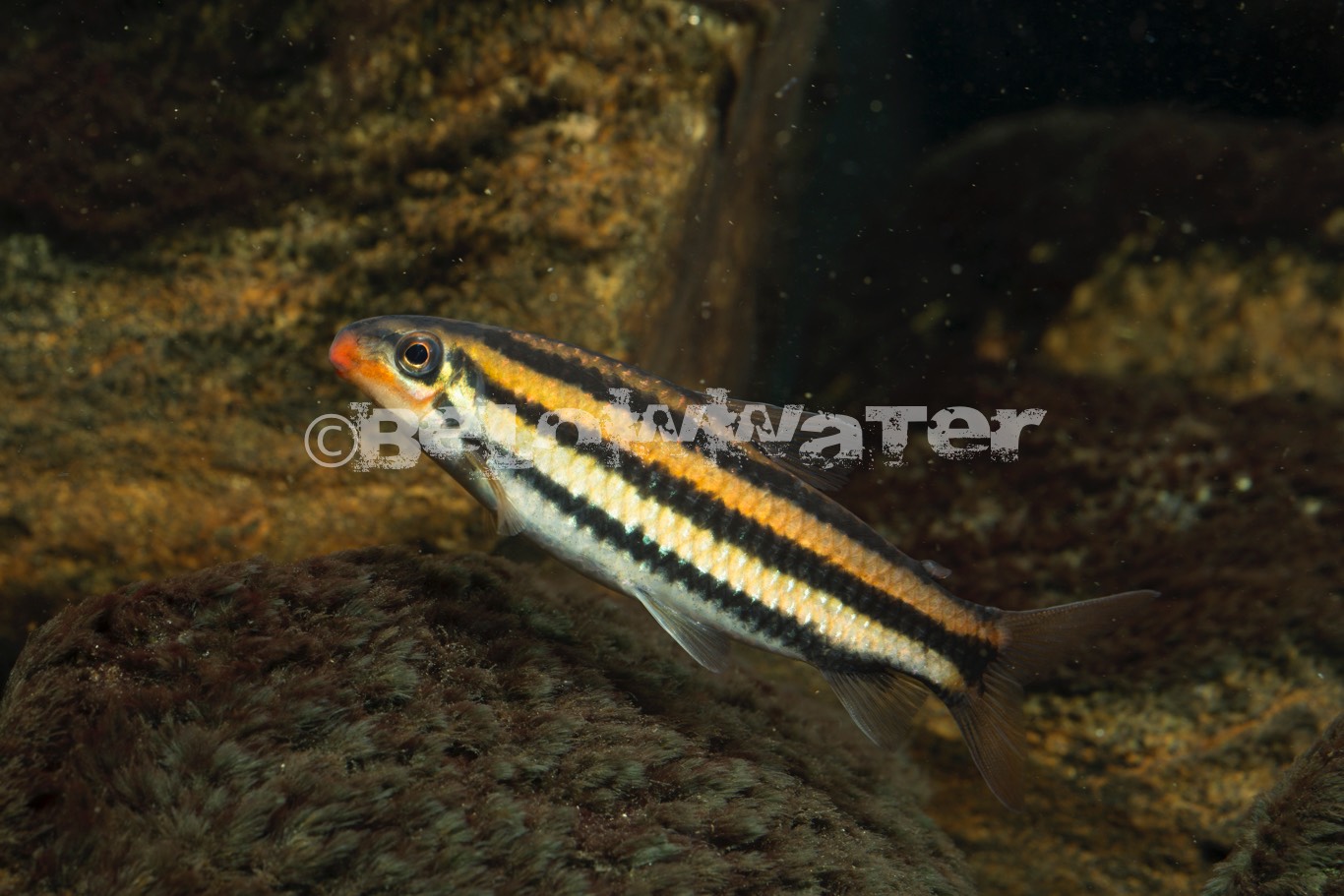 Hypomasticus despaxi