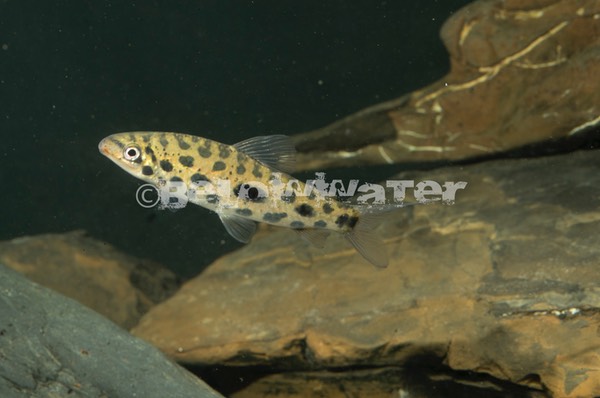 Hypomasticus megalepis