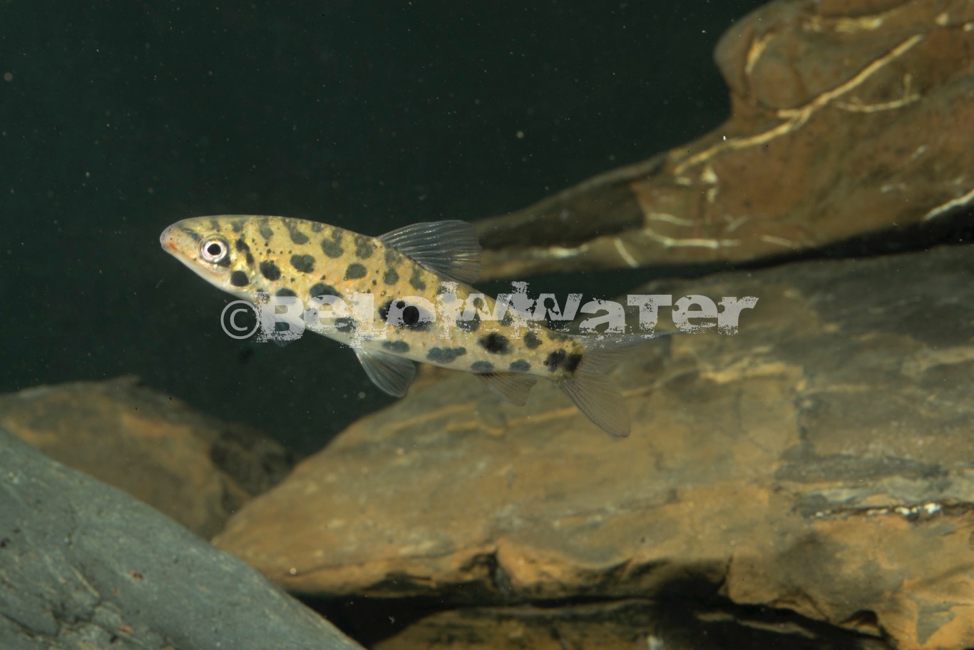 Hypomasticus megalepis