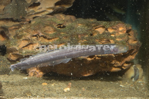 Isichthys henryi