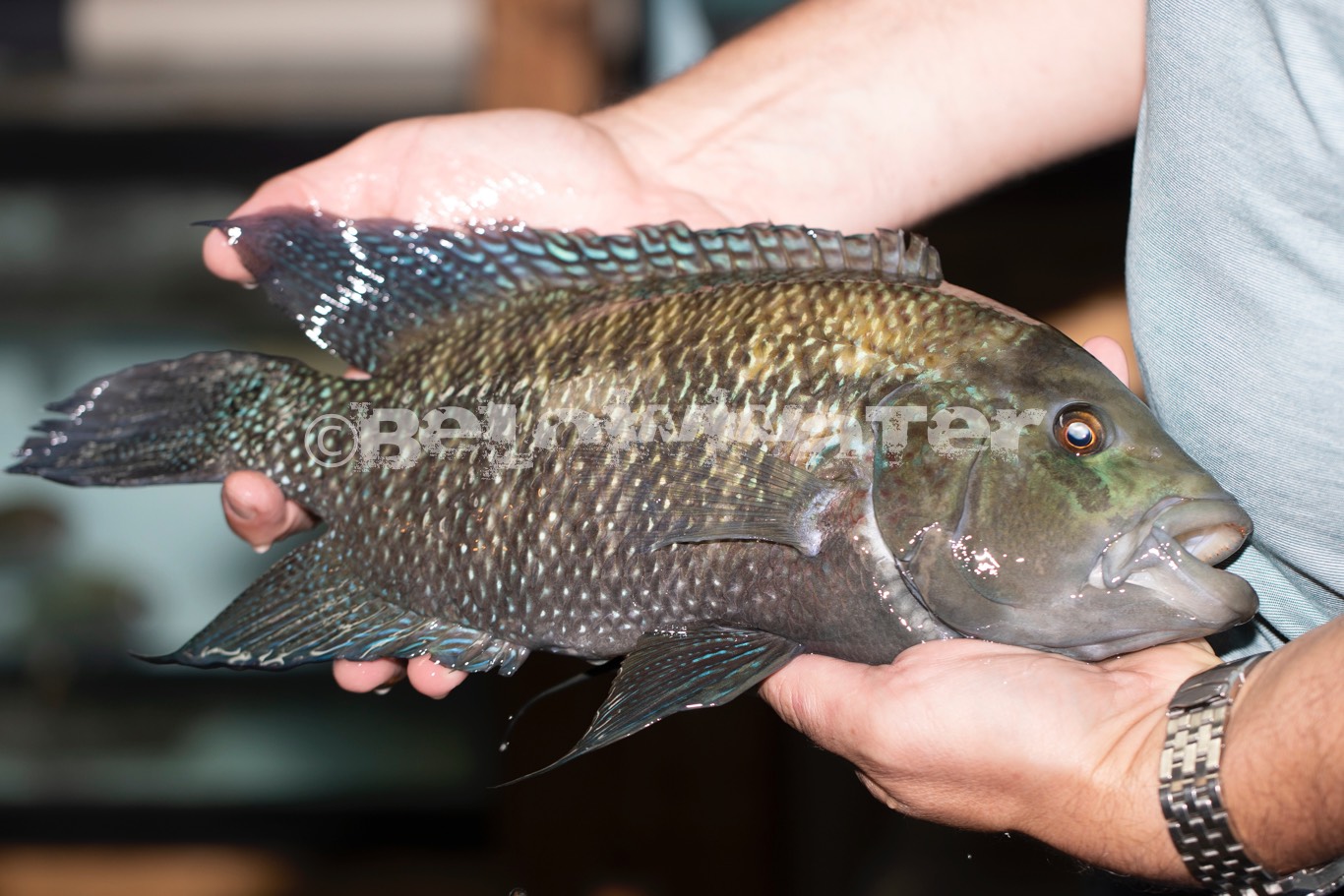 Kronoheros umbriferum /Guatape