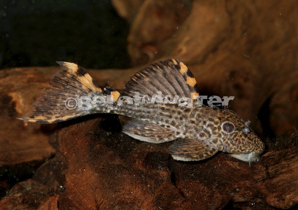 Leporacanthicus triactis /L091