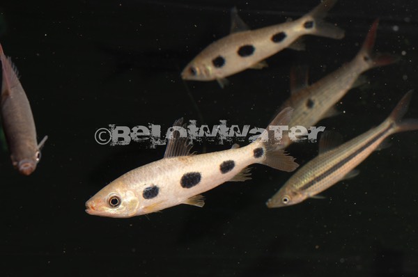 Leporinus klausewitzi