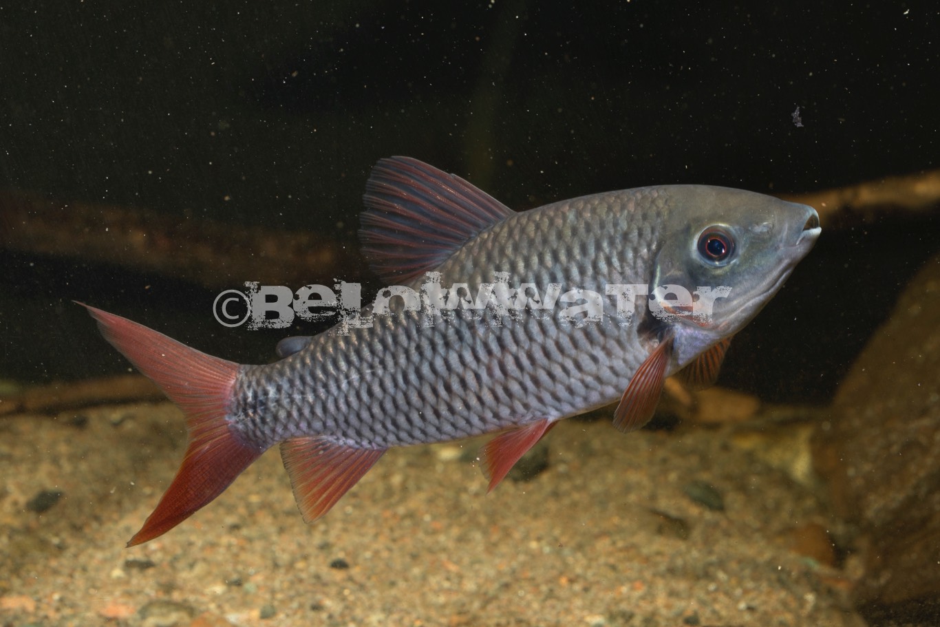 Leporinus melanostichos