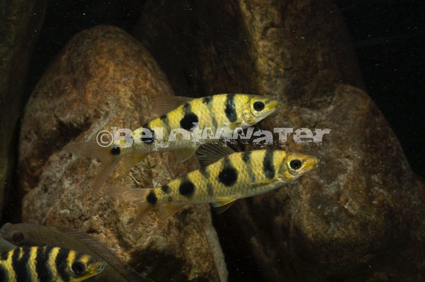 Leporinus pellegrini