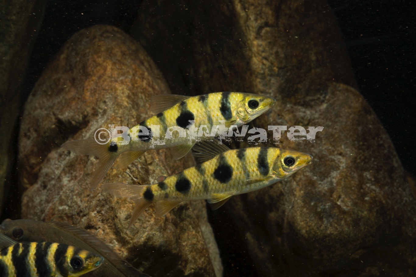 Leporinus pellegrini