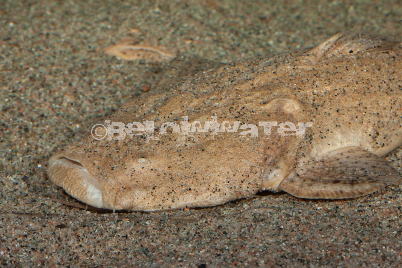 Lophiosilurus alexandrii