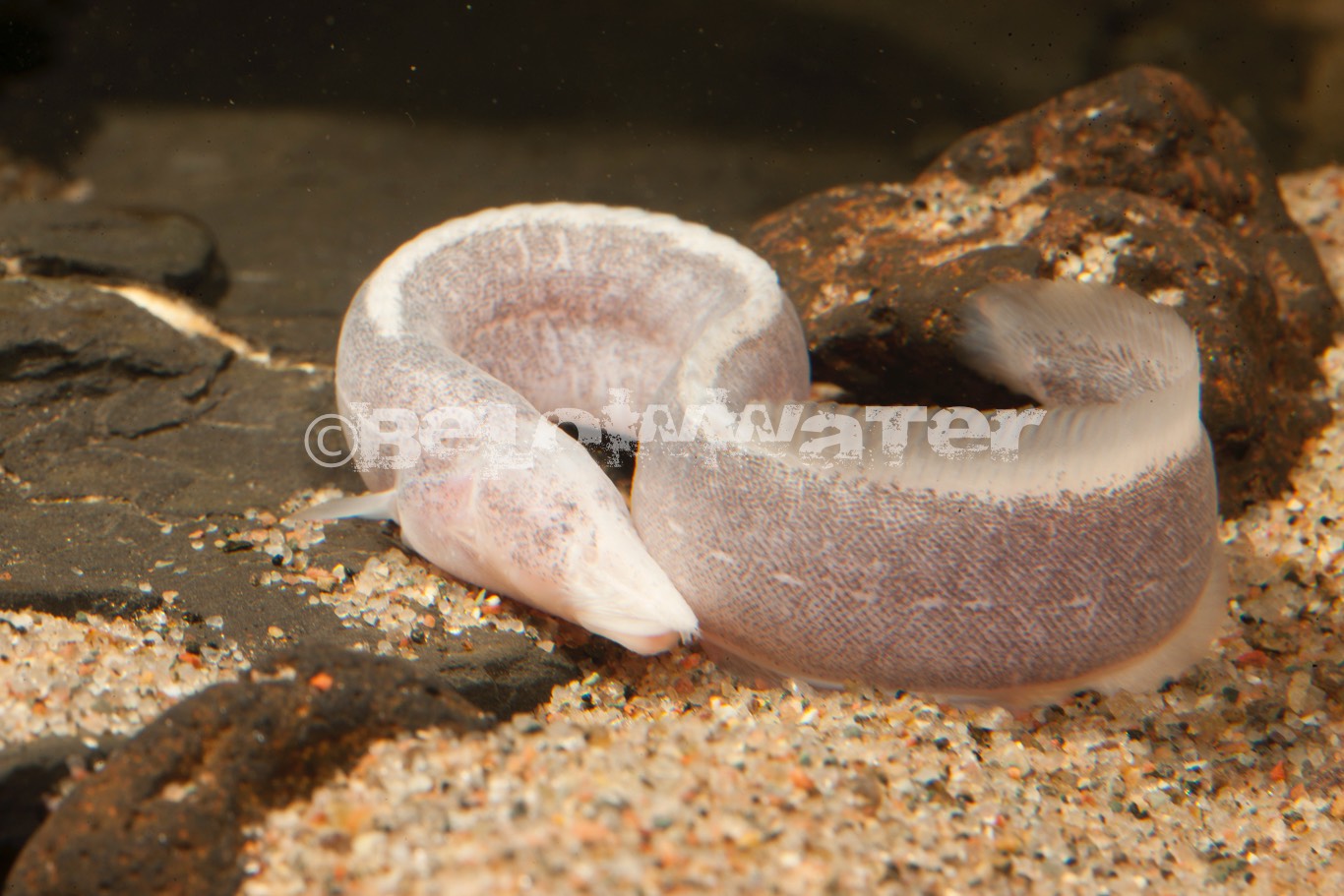 Mastacembelus crassus