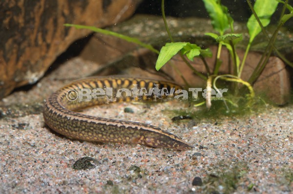 Mastacembelus liberiensis