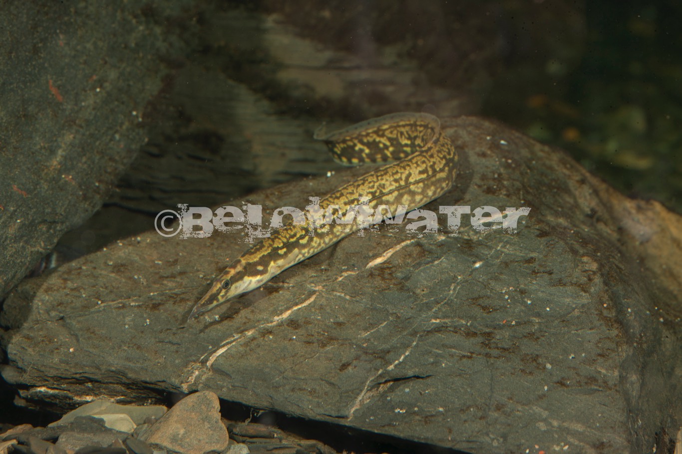 Mastacembelus traversi