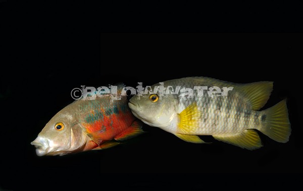 Mesoheros atromaculatum