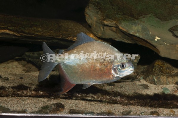 Mylesinus paraschomburgki