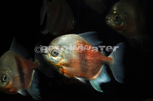 Myleus schomburgki /Napo