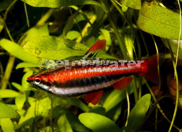 Paepke & Arendt, 2001