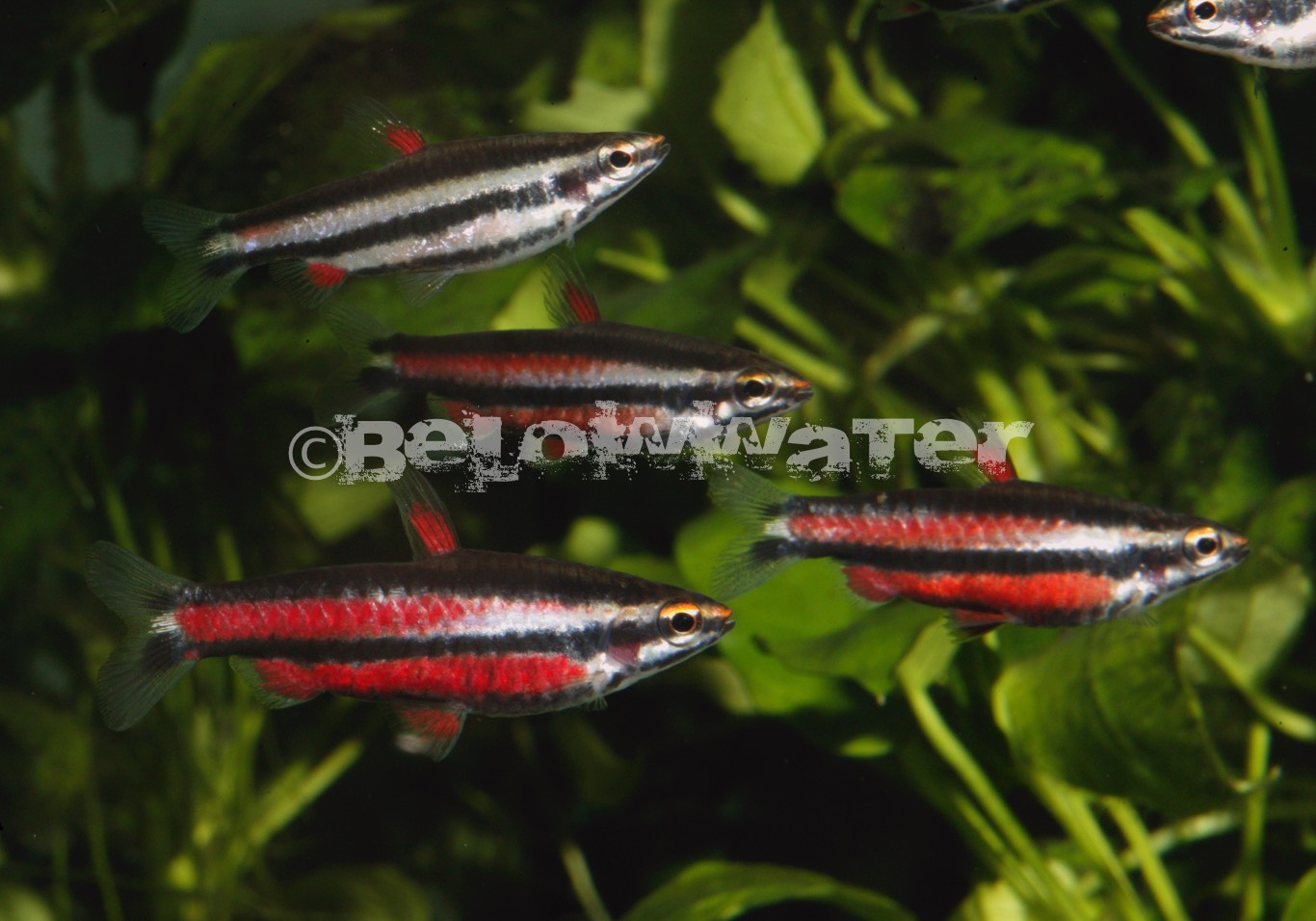 Nannostomus rubrocaudatus