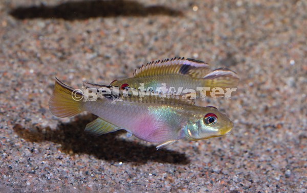 Nanochromis teugelsi