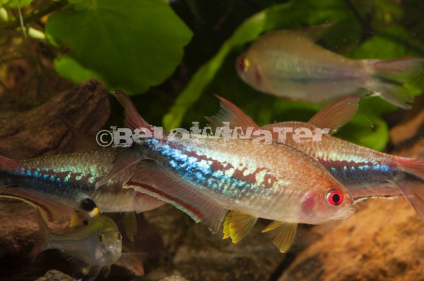 Nematobrycon lacortei